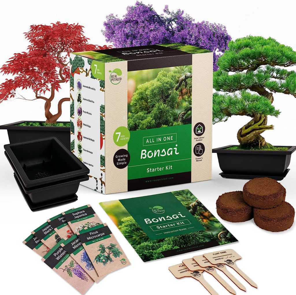 best bonsai trees for beginners