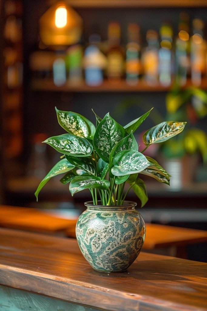 Chinese Evergreen